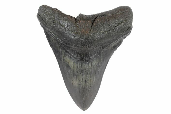 Fossil Megalodon Tooth - South Carolina #186767